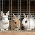 Galvanized Welded Wire Mesh Roll for Chicken Coop & Animal Enclosures
